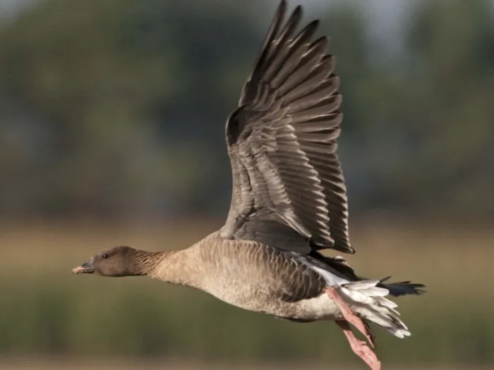 Pink-footed Goose &Acirc;&copy; David Tipling 2020VISION