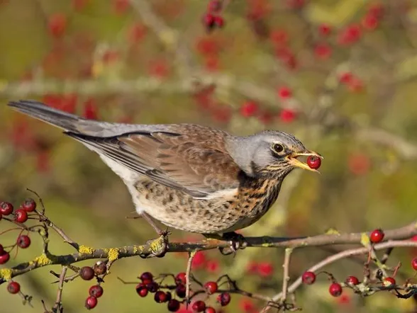 fieldfare