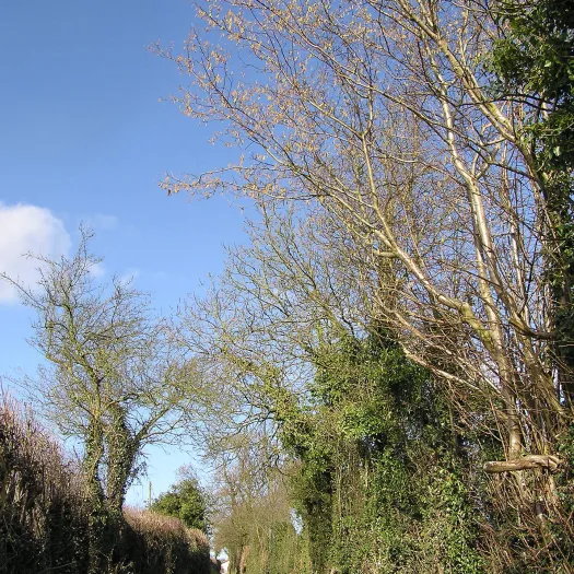 Greenway Lane