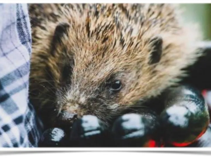 hedgehog