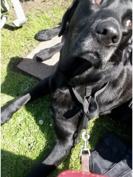 Dog