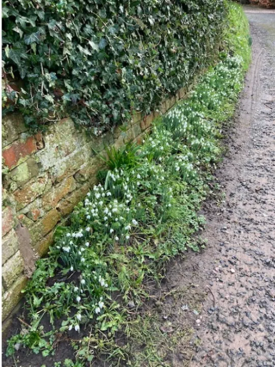 snow drops