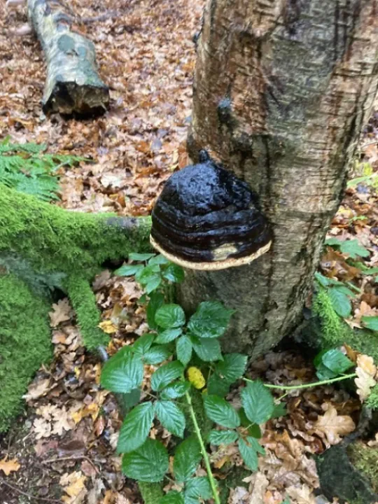 mystery fungus