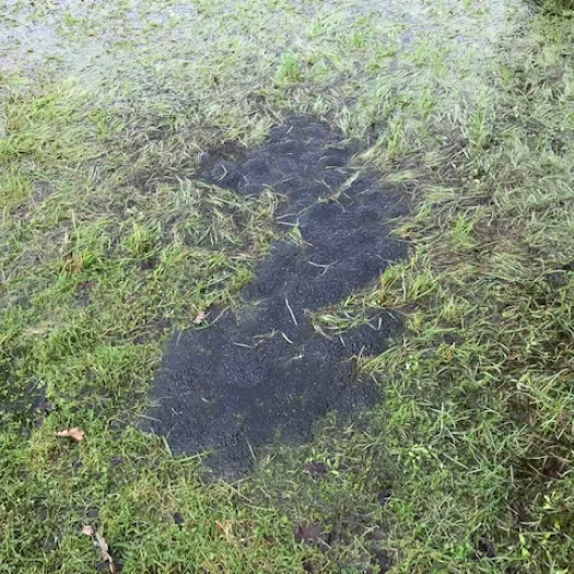 frog spawn