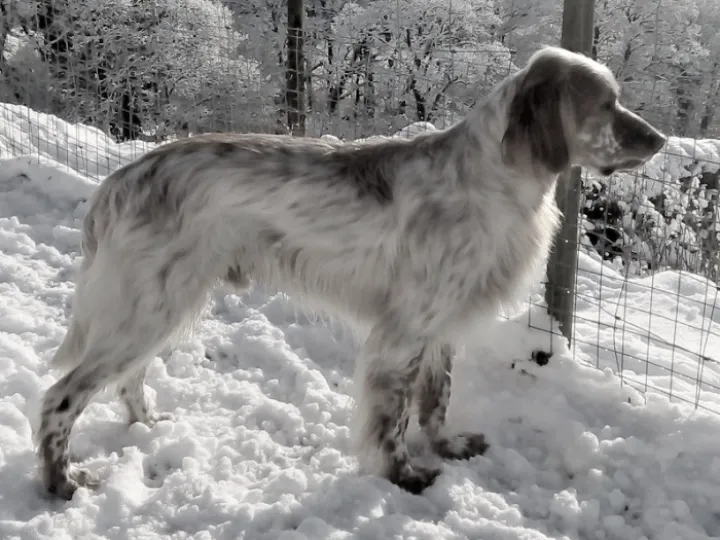 Dog story 3