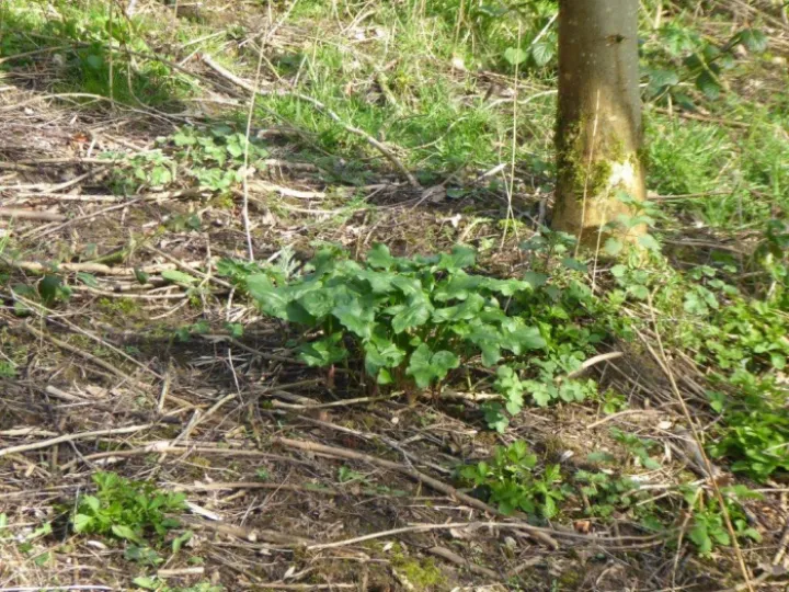Wild Arum