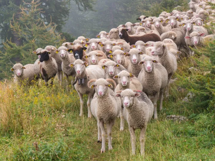 sheep
