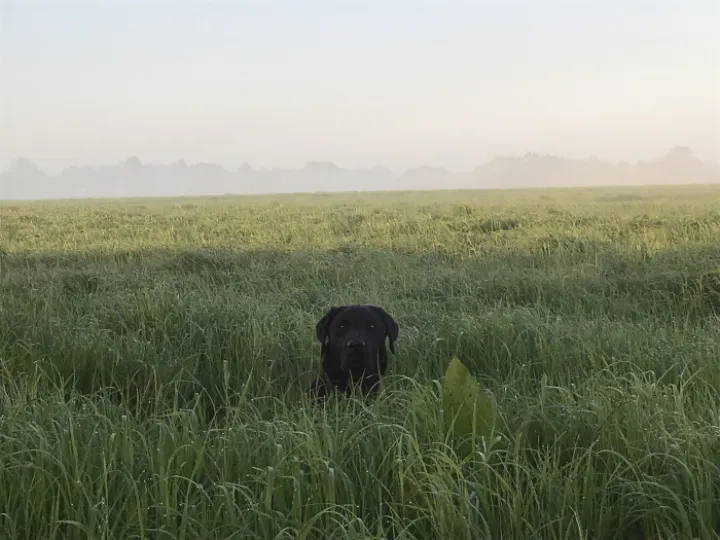Madai long grass