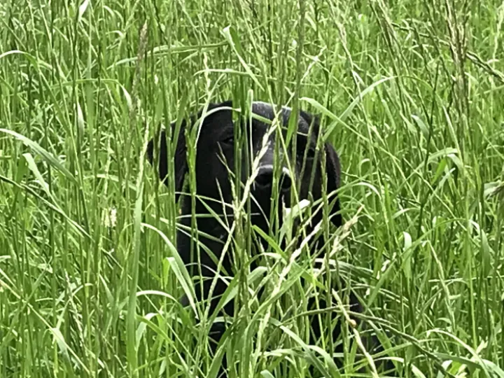 Madai in grass