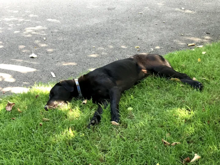 Madai asleep