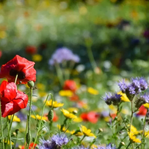 wild flowers-