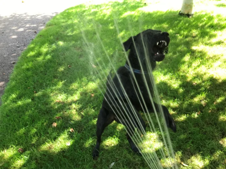 Madai with hose