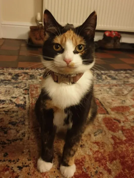 betty the Cat