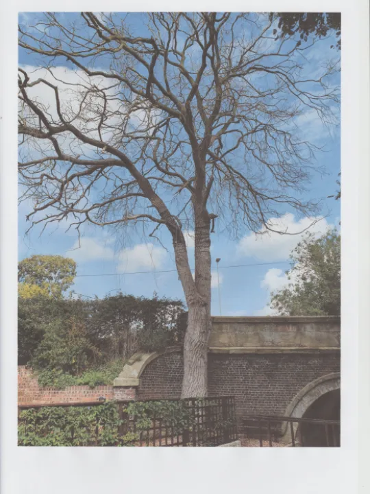 Dead Willow