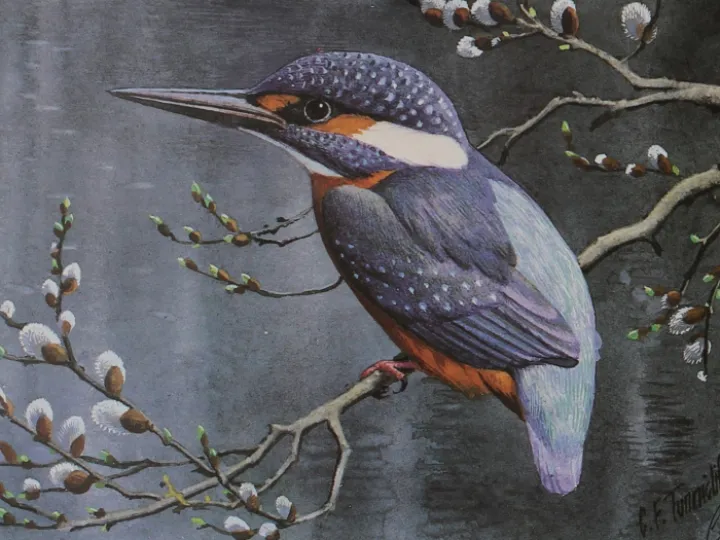 Kingfisher   Charles Tunnicliffe