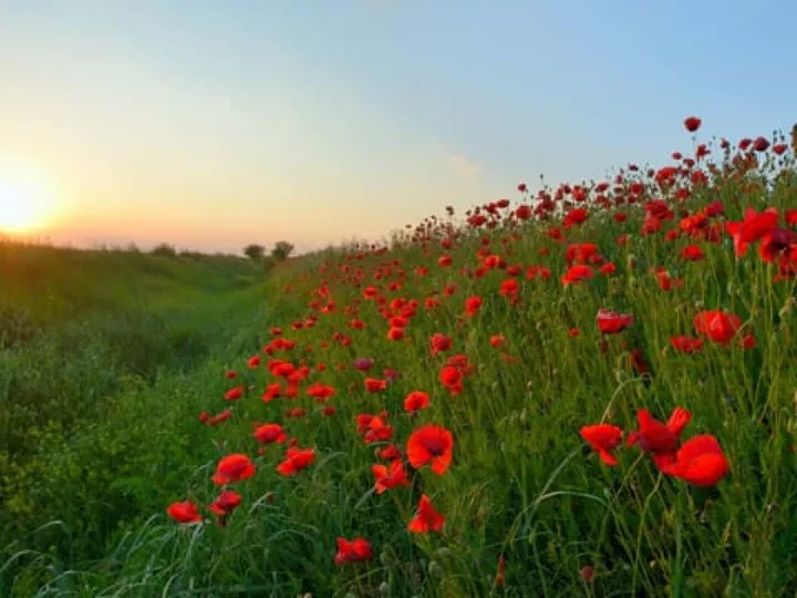 Remembrance Service 2021
