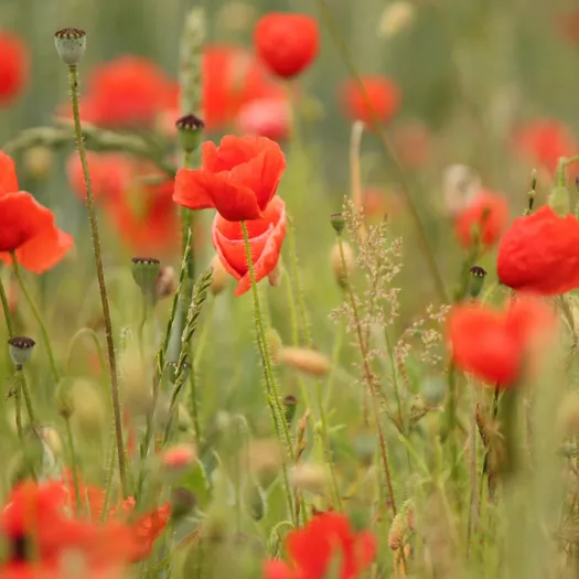 england-poppy-bloom