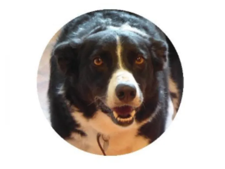 Dot the Dog