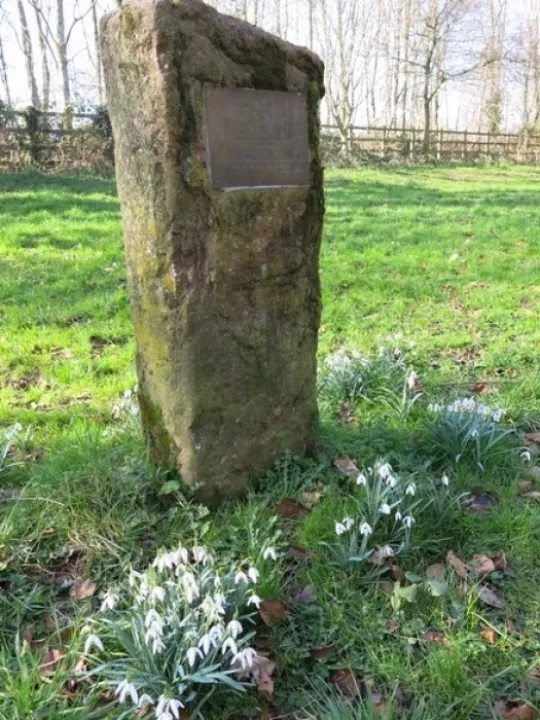 Snowdrops 2022 3