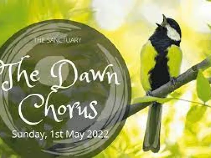 dawn chorus
