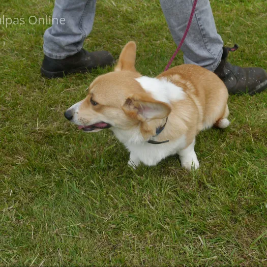 Dog 5