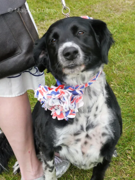 Dog show