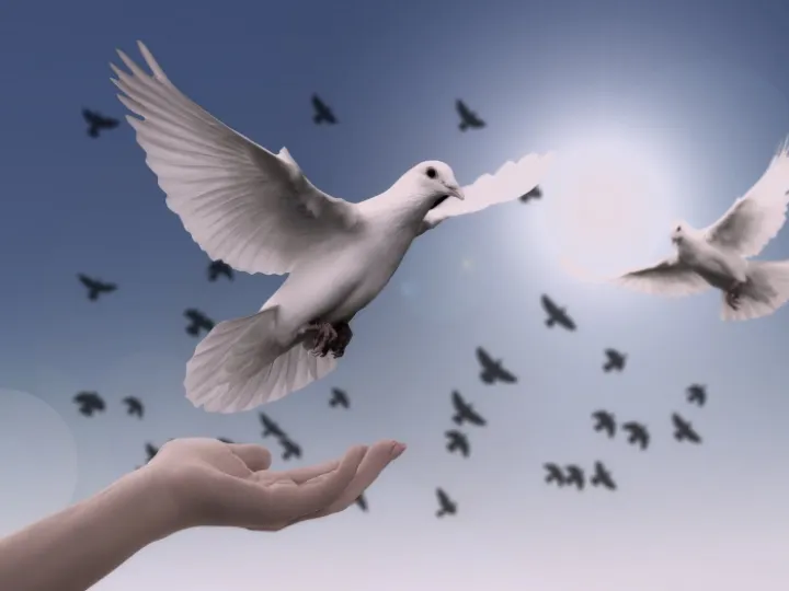 dove-g0d6196c3f_1920