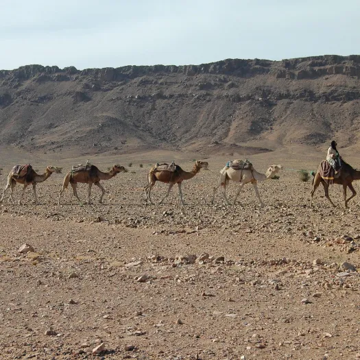 camels-797093_1920