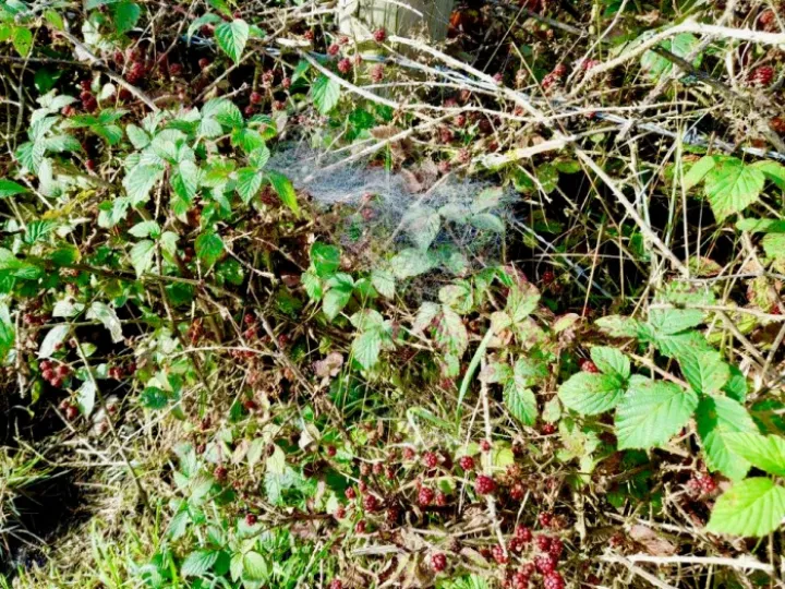 Autumn cobwebs