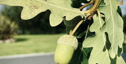 acorn