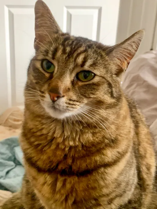 Record 173 Missing Cat
