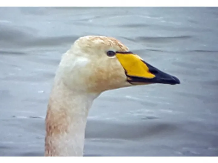 swan