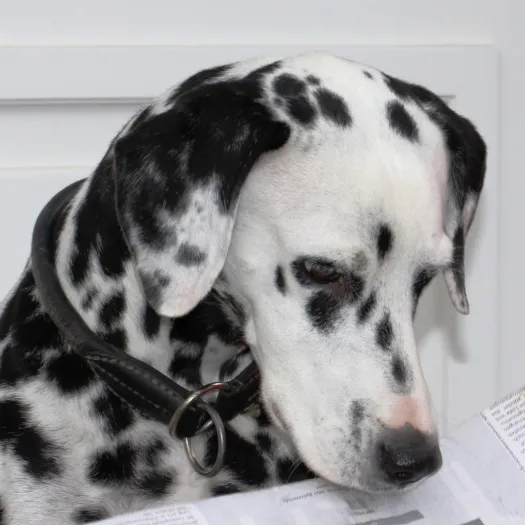 Dalmation