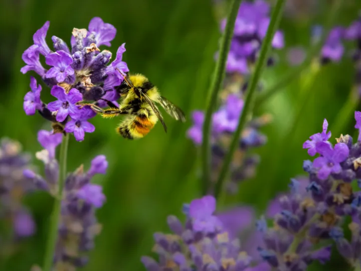 Bee on flower