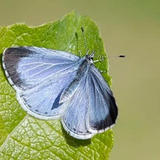 about_butterfly