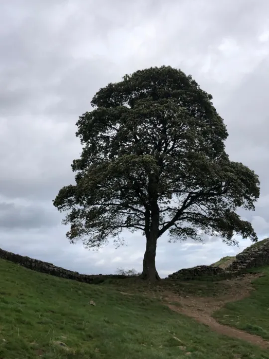 sycamoregaptree1