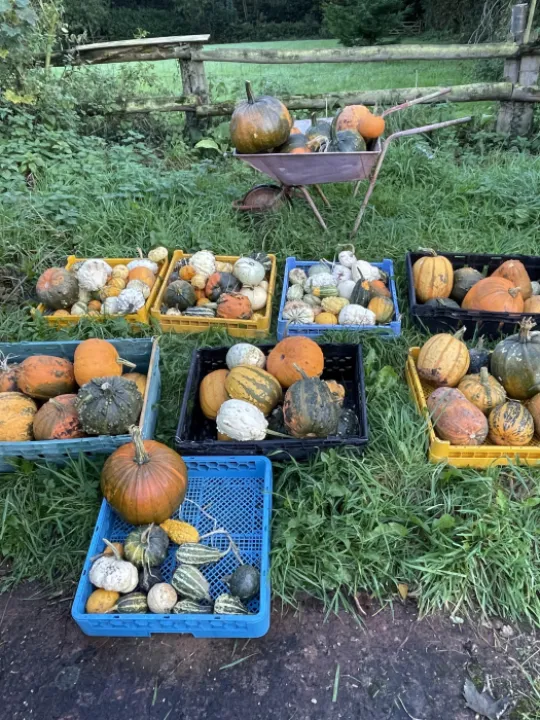 Pumkins24