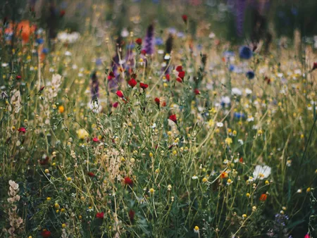 wildlfowers