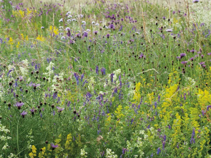 Messy Meadow