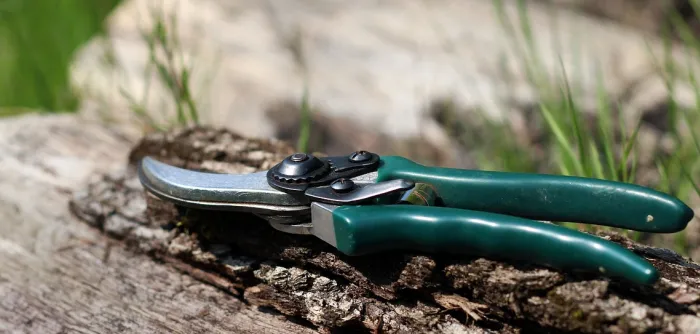 Shears, scissors, nature
