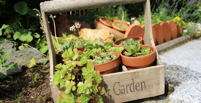 Wooden basket, nature, garden