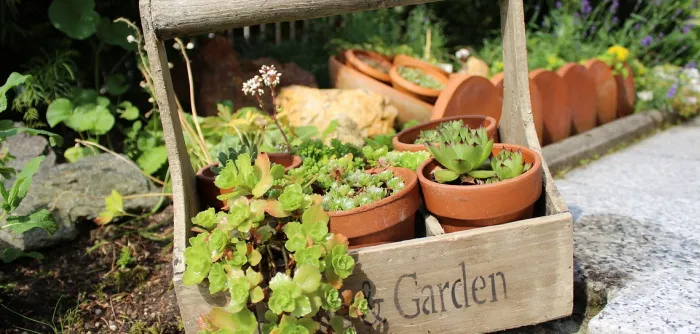 Wooden basket, nature, garden