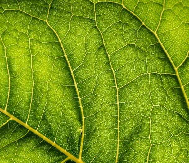 Green-leaf Close-up Photo