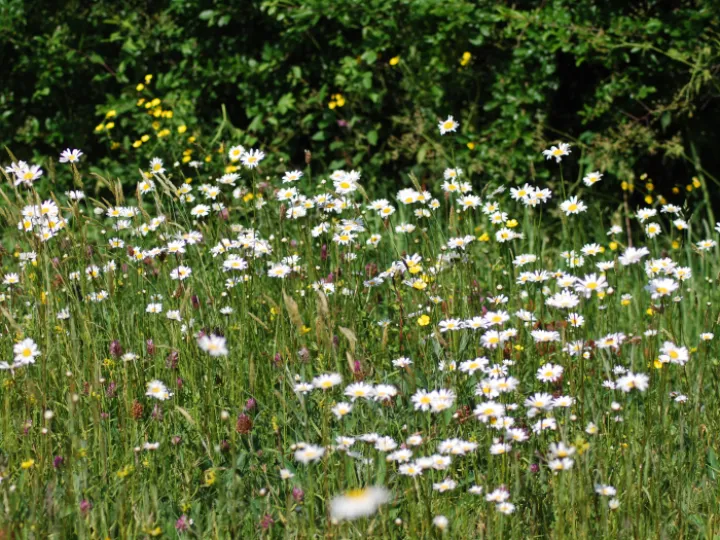 meadows