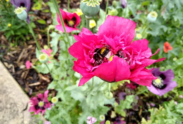 Bailgate MC Garden