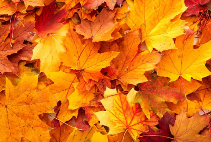 Autumn comes not leaves