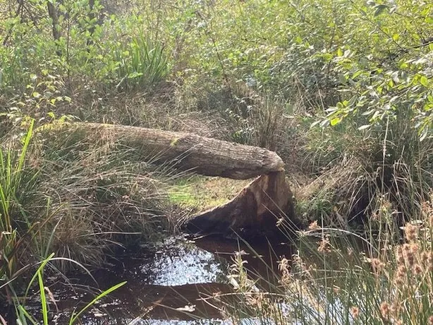 Beaver 4