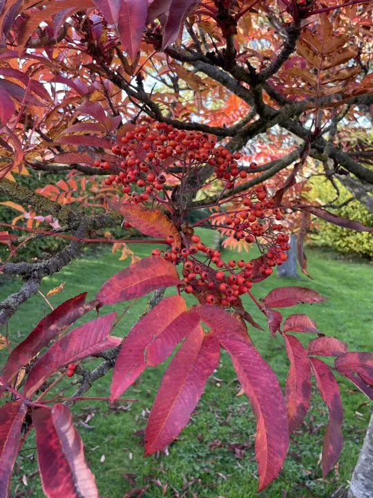 Autumn garden