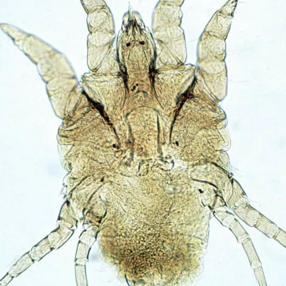Chorioptic Sarcoptic Mite