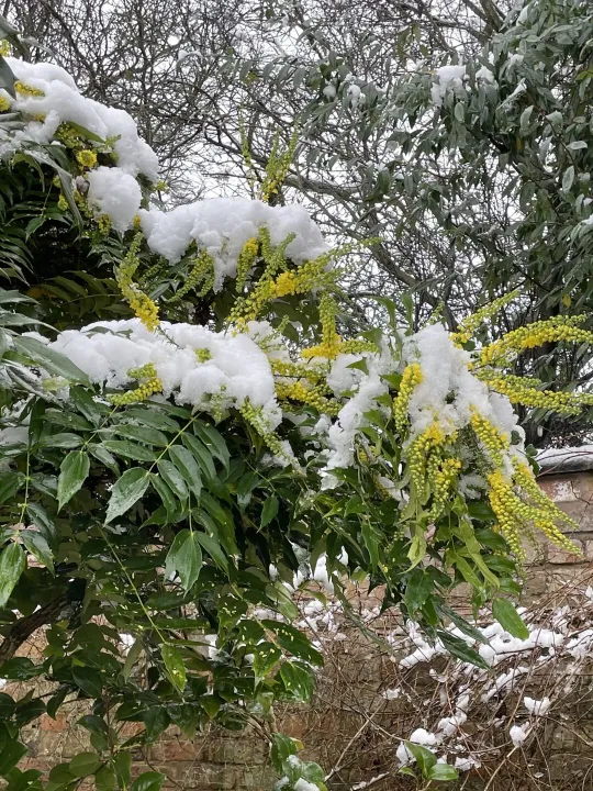 Snow in November